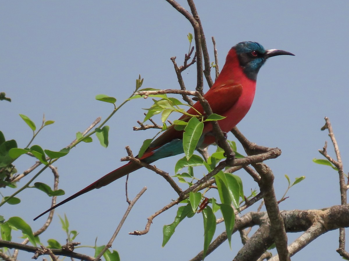 Нубийская щурка - ML644028015