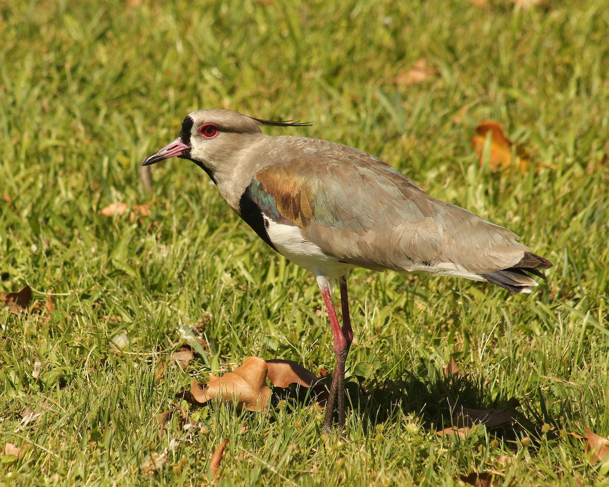 Southern Lapwing (lampronotus) - ML644028017