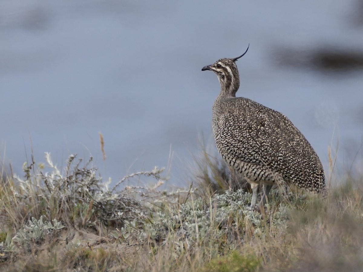 Elegant Crested-Tinamou - ML644028020