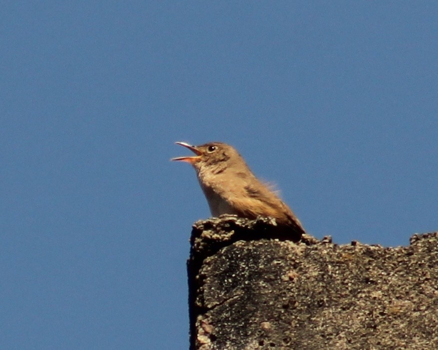 Southern House Wren (cis-Andean) - ML644028021