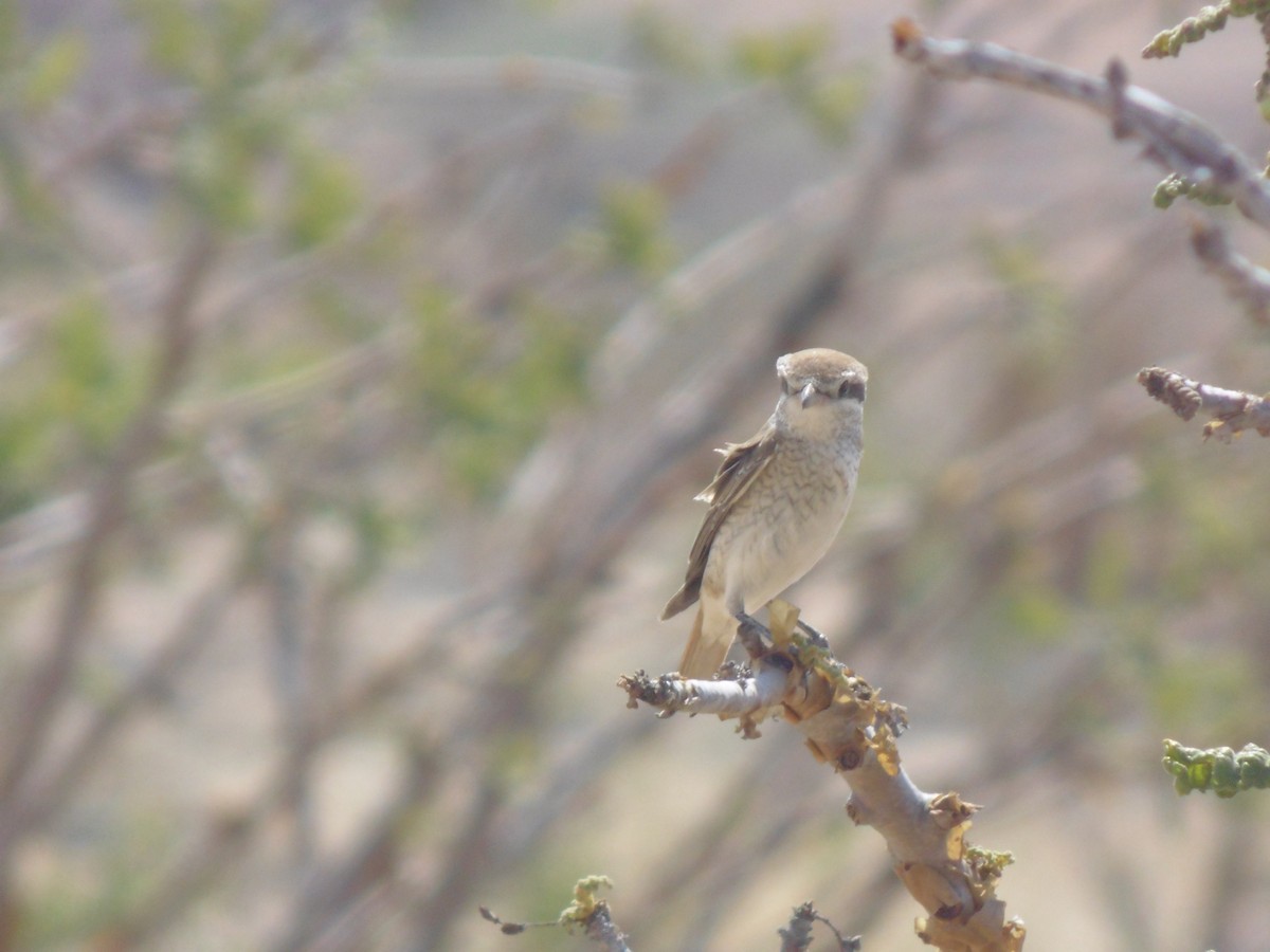 Red-tailed Shrike - ML644028022