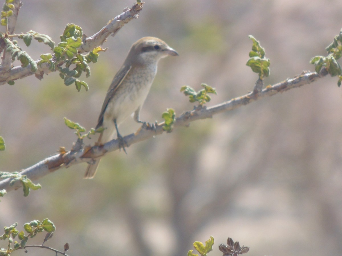 Red-tailed Shrike - ML644028023