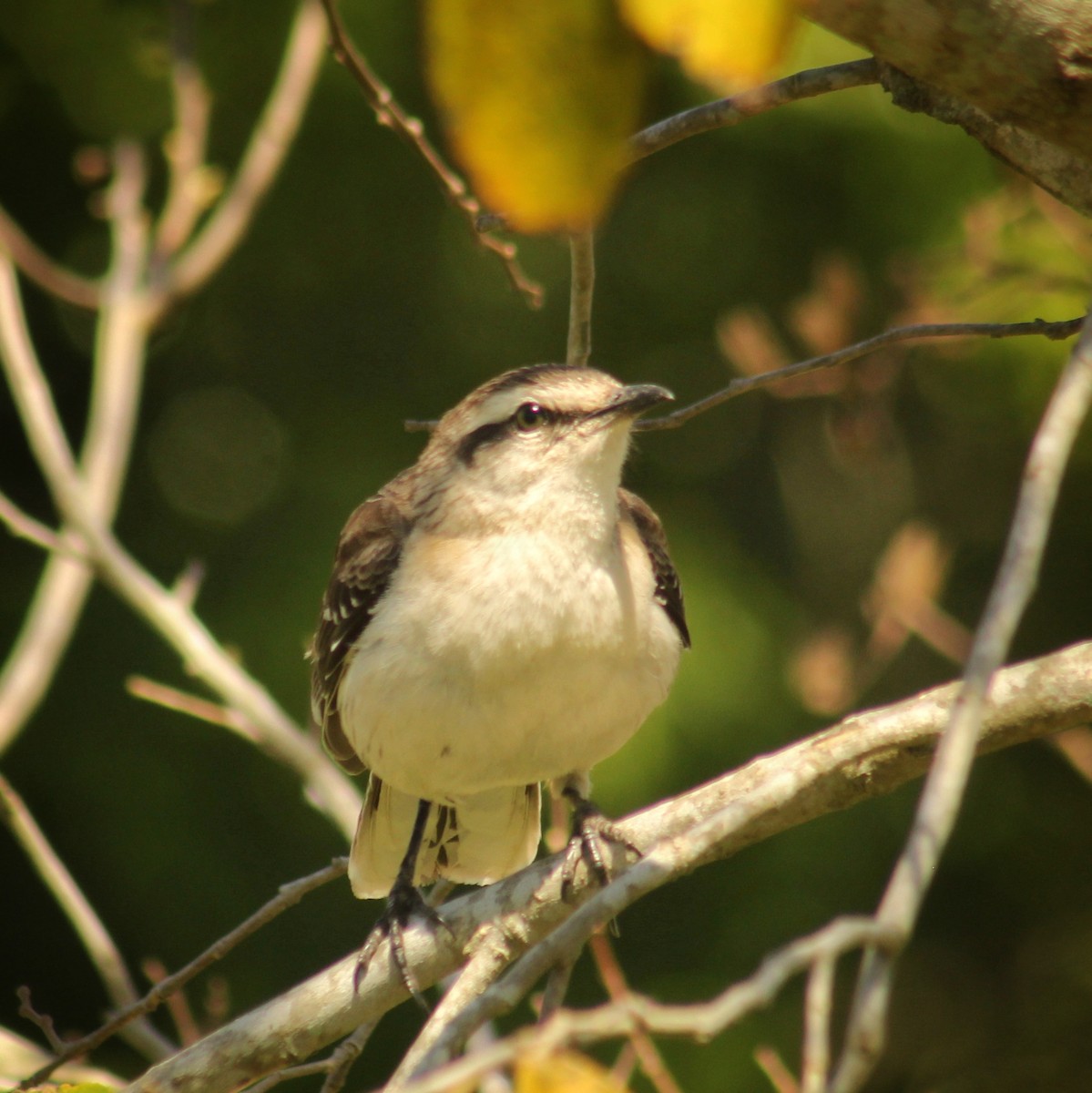 Chalk-browed Mockingbird - ML644028026
