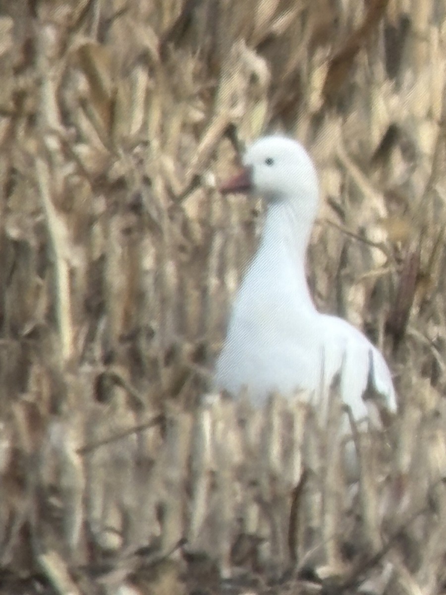 Ross's Goose - ML644028029