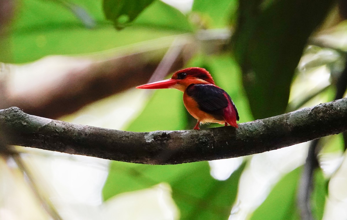 Rufous-backed Dwarf-Kingfisher - ML644028037