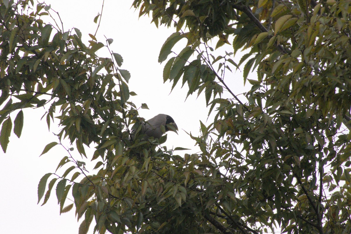 桑鳲 - ML644028039