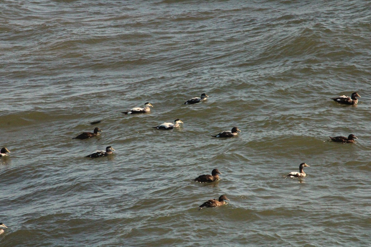 Common Eider - ML644028040