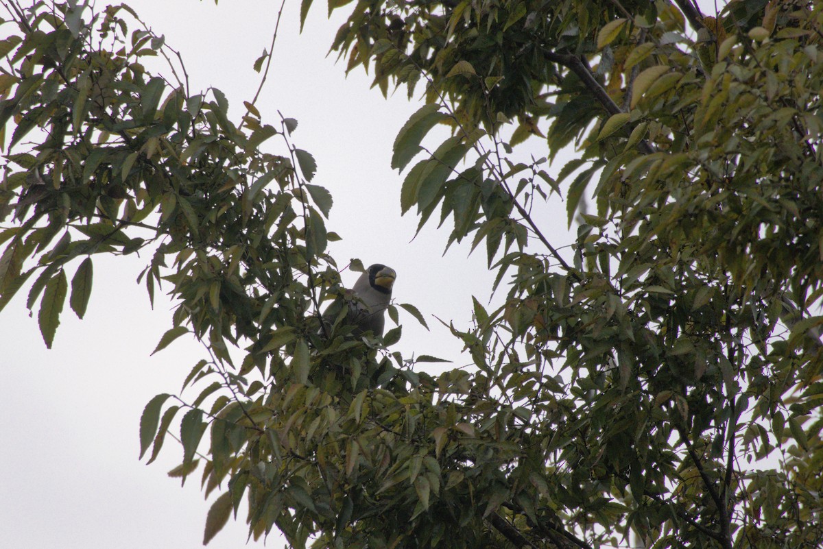 桑鳲 - ML644028041