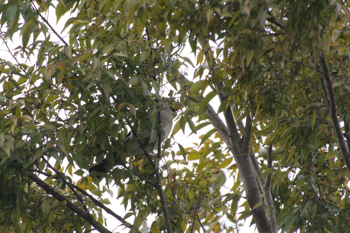 桑鳲 - ML644028042