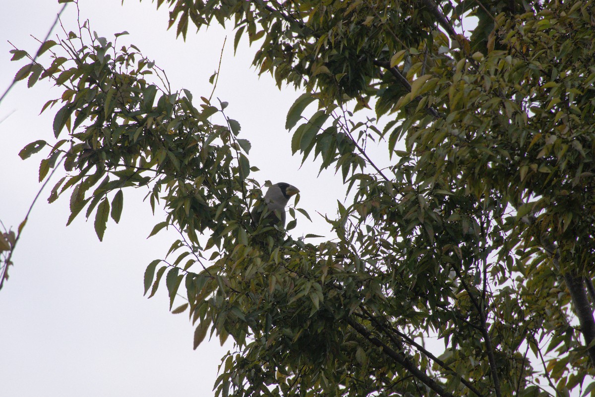 桑鳲 - ML644028043