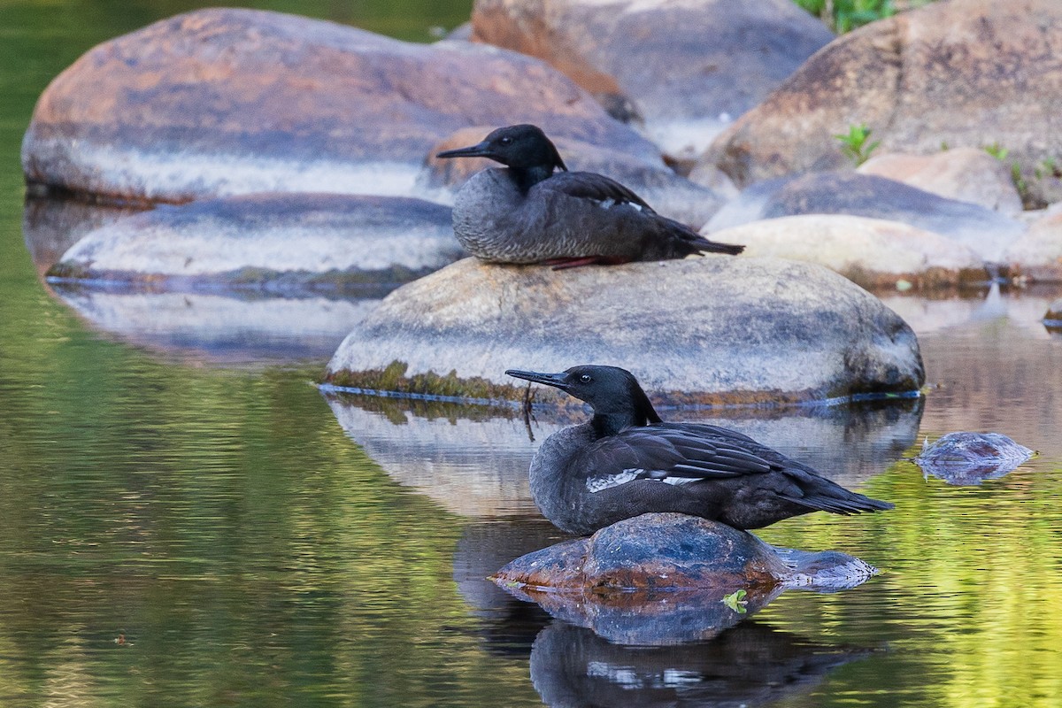 Brazilian Merganser - ML644028055