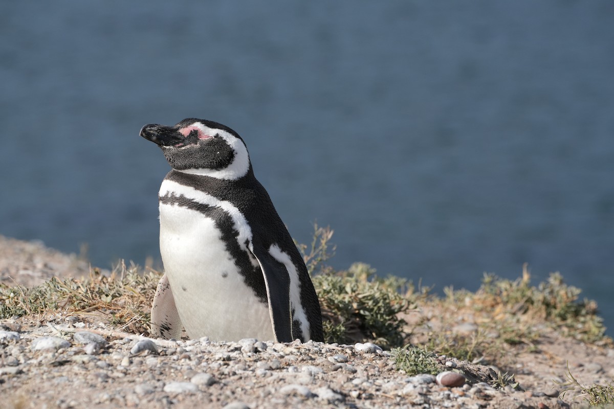 Magellanic Penguin - ML644028057