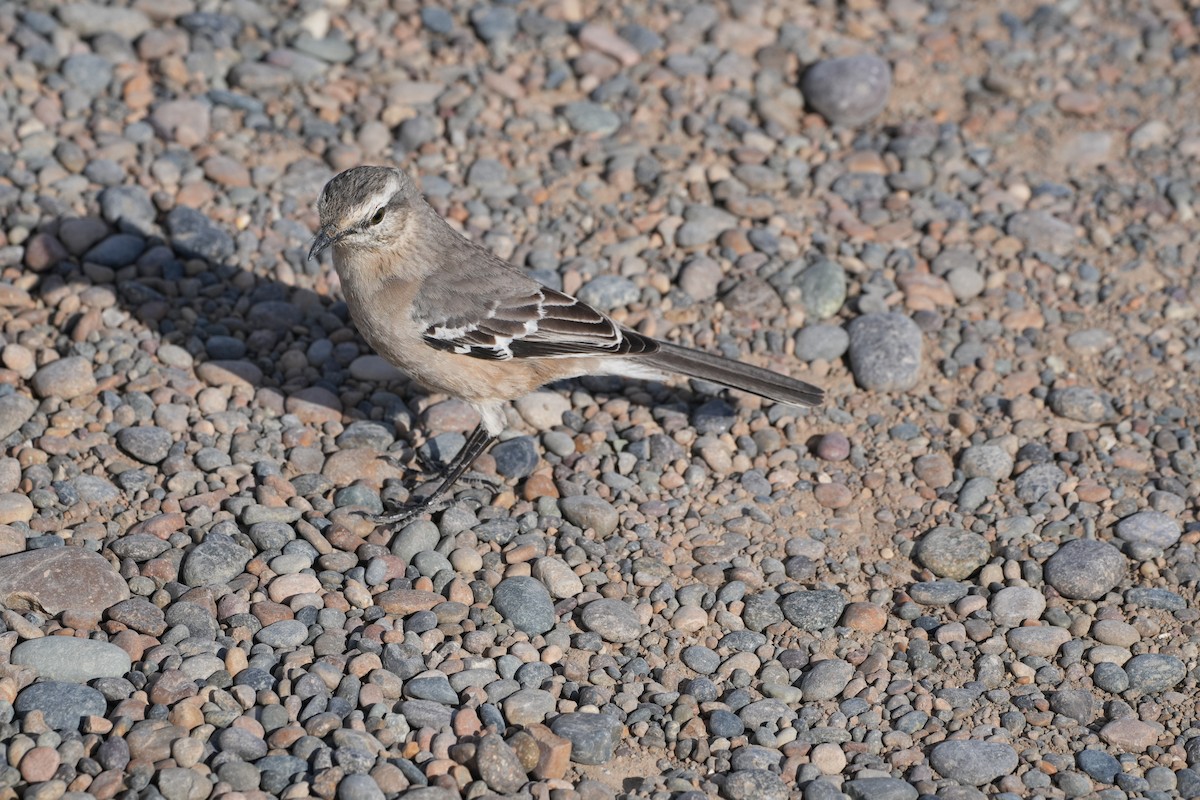 Patagonya Taklitçisi - ML644028061