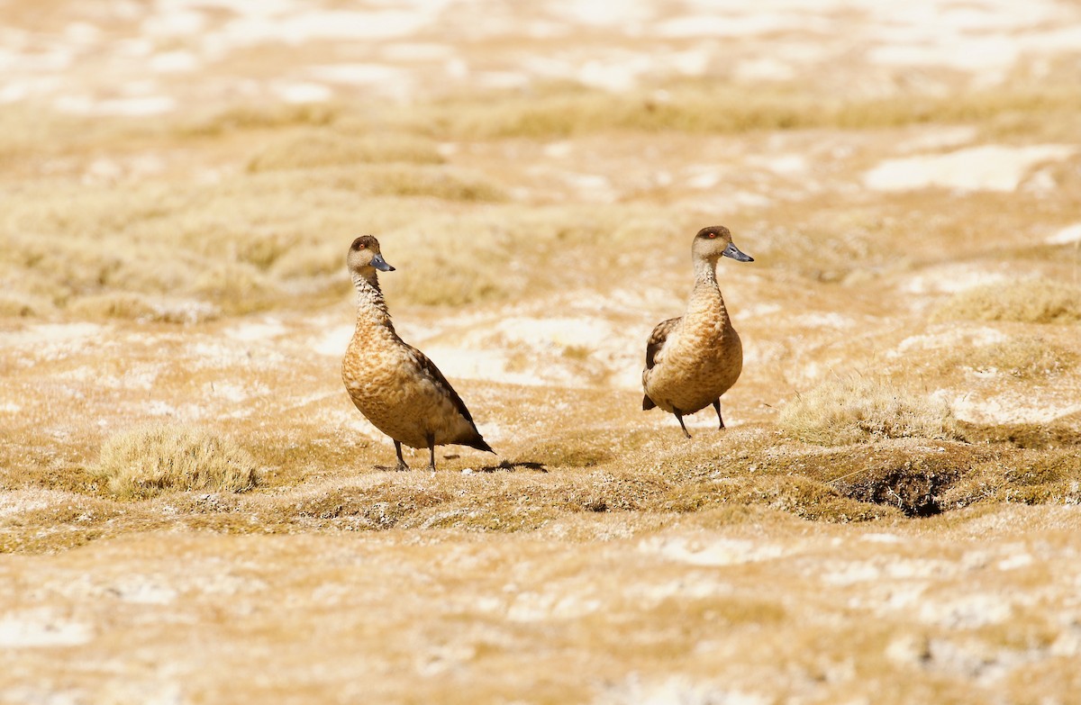 Crested Duck - ML644028063