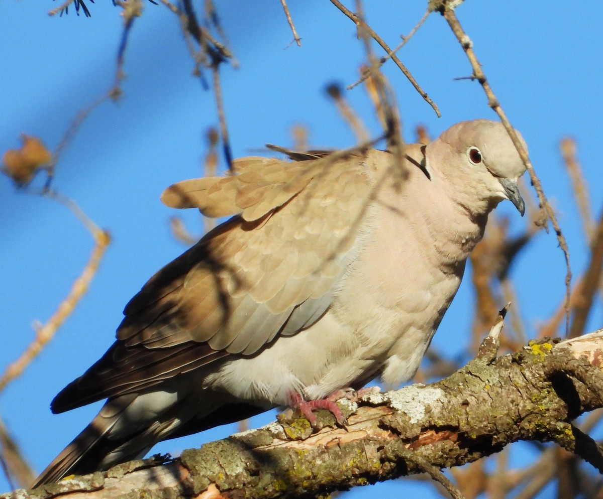 tyrkerdue - ML644028065