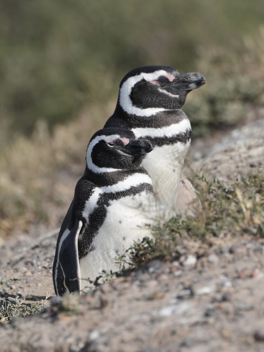 Magellanic Penguin - ML644028068