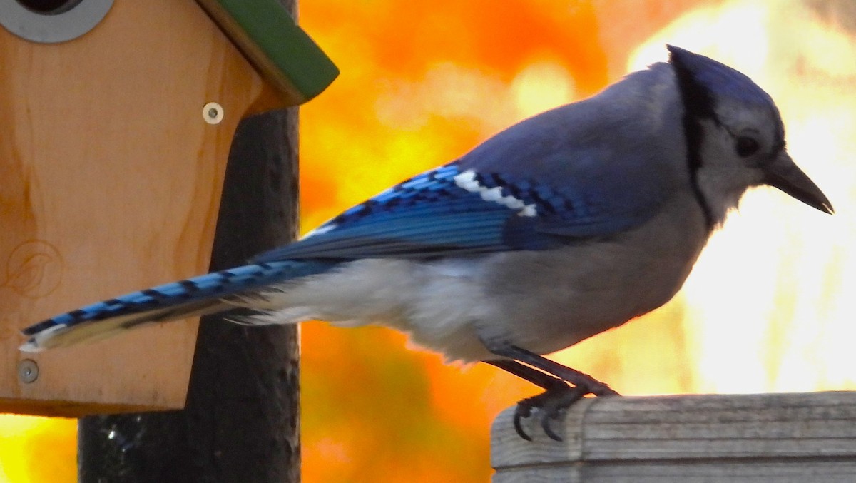Blue Jay - ML644028079