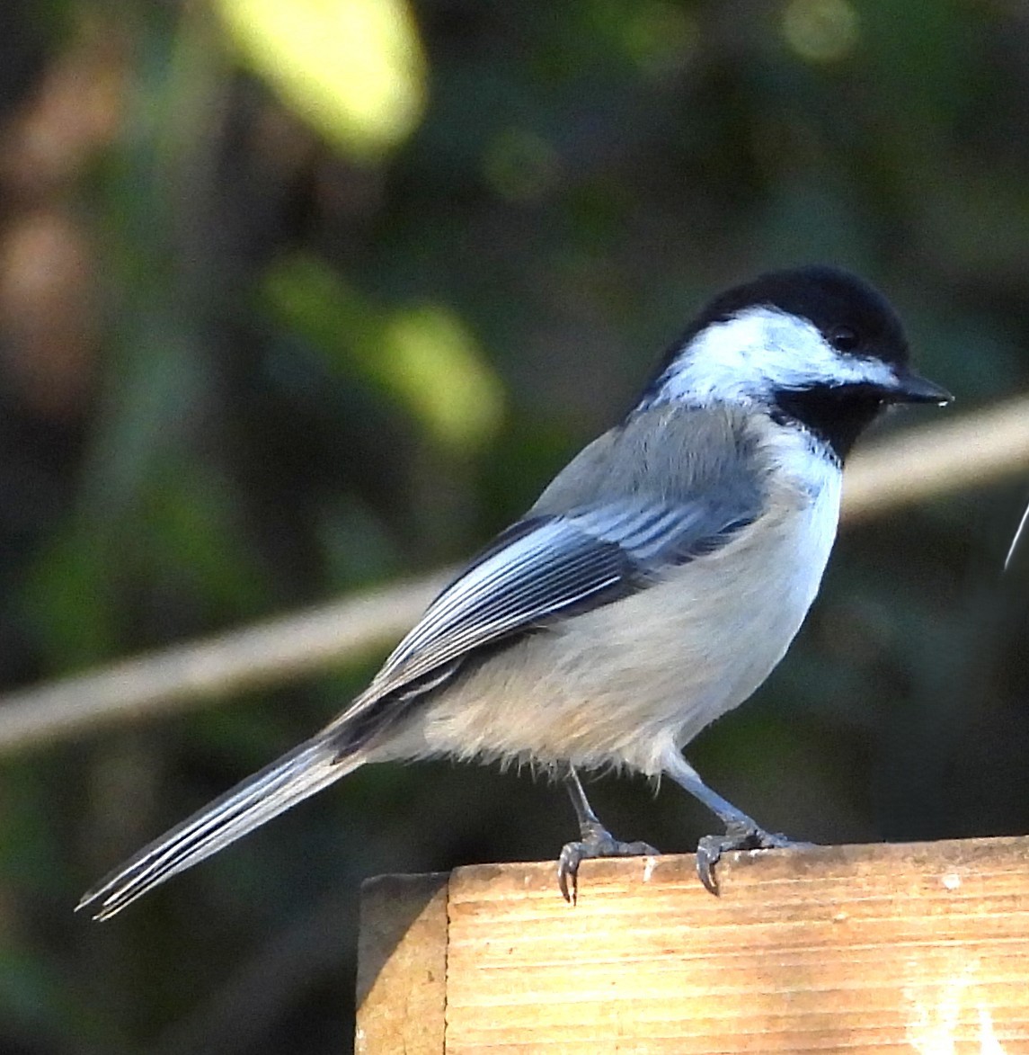 Black-capped Chickadee - ML644028084