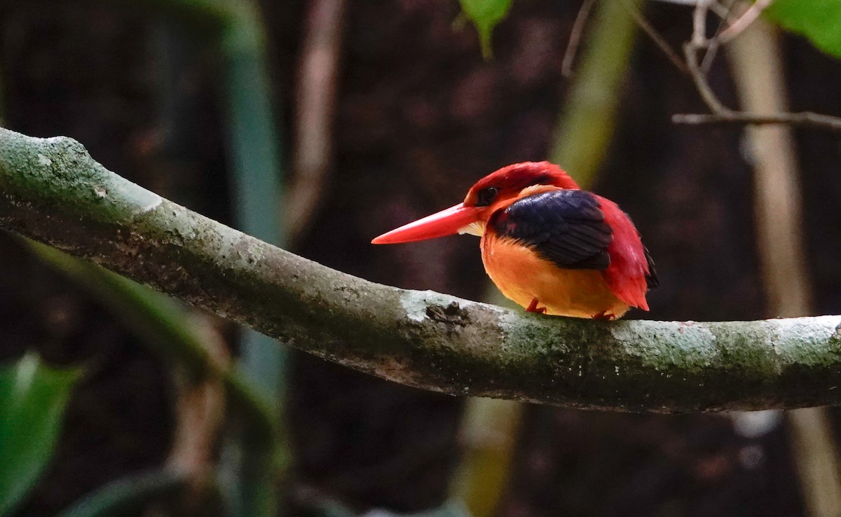 Rufous-backed Dwarf-Kingfisher - ML644028086