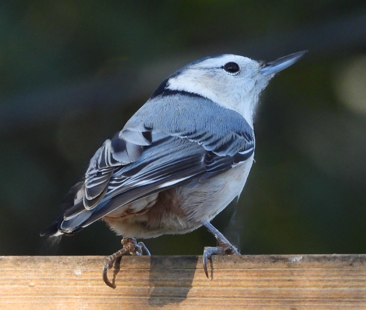 White-breasted Nuthatch - ML644028088