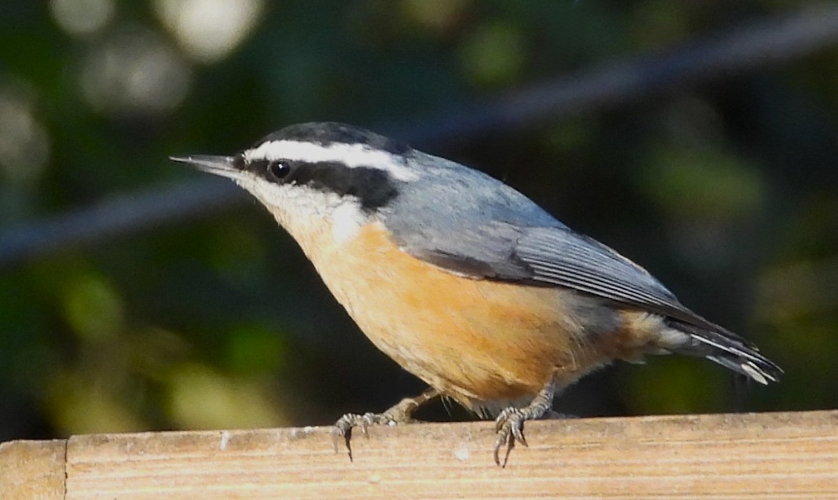 Red-breasted Nuthatch - ML644028120