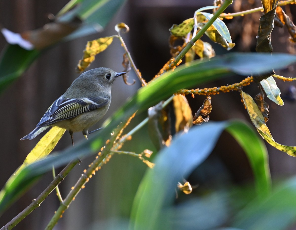 Ruby-crowned Kinglet - ML644028125