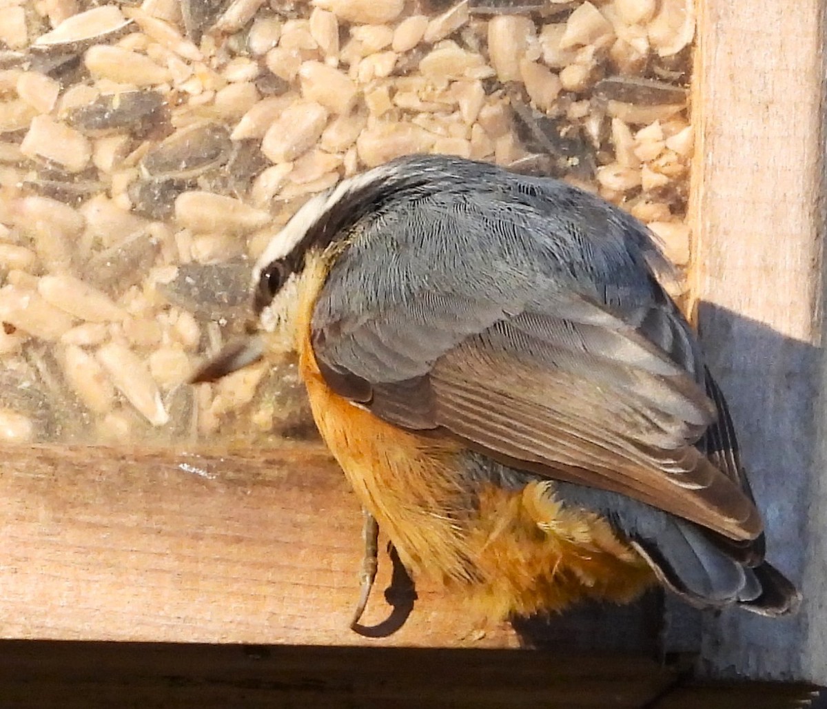 Red-breasted Nuthatch - ML644028126