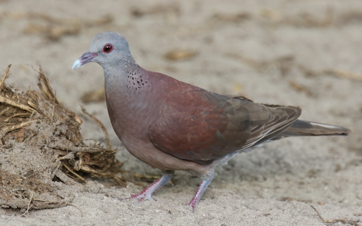 Malagasy Turtle-Dove - ML644028131