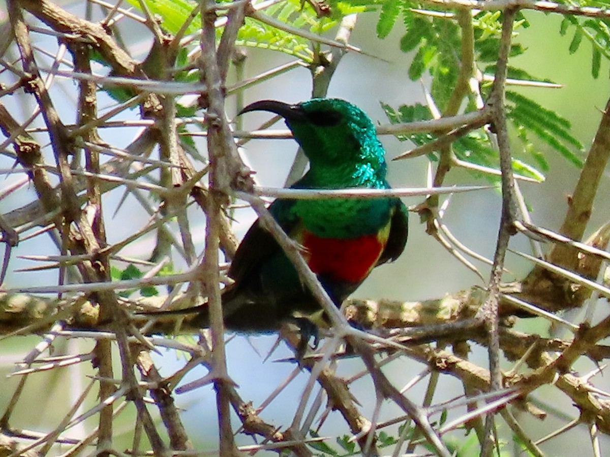 Beautiful Sunbird - ML644028135