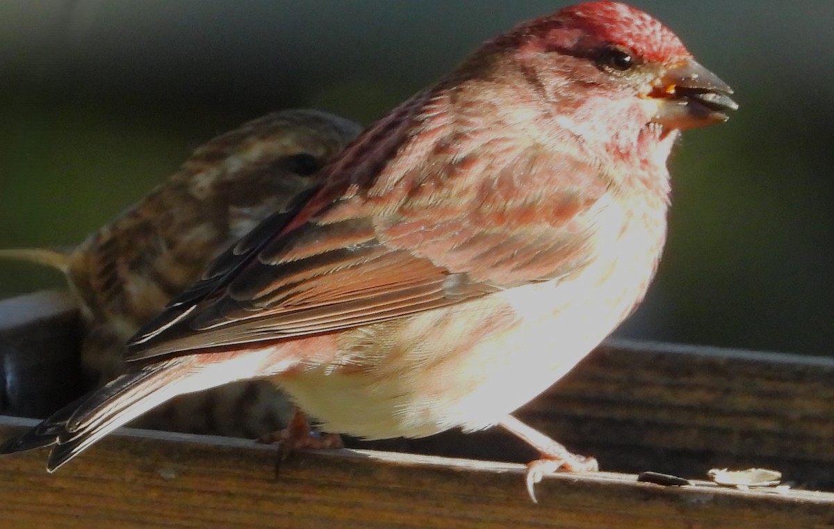 Purple Finch - ML644028137