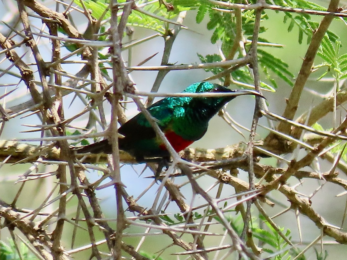 Beautiful Sunbird - ML644028142