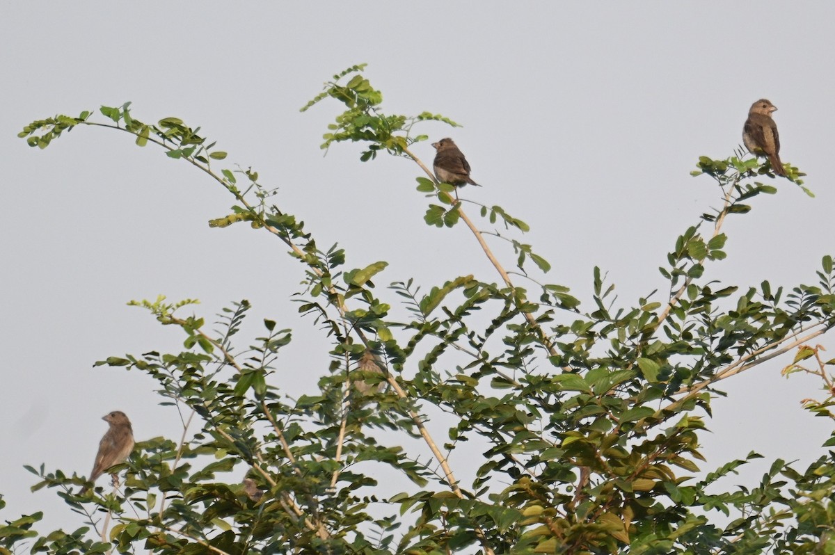 Common Rosefinch - ML644028143
