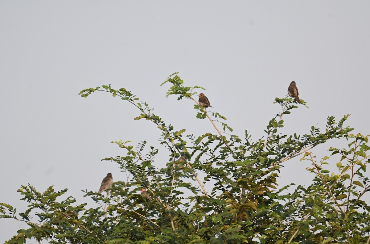 Common Rosefinch - ML644028144