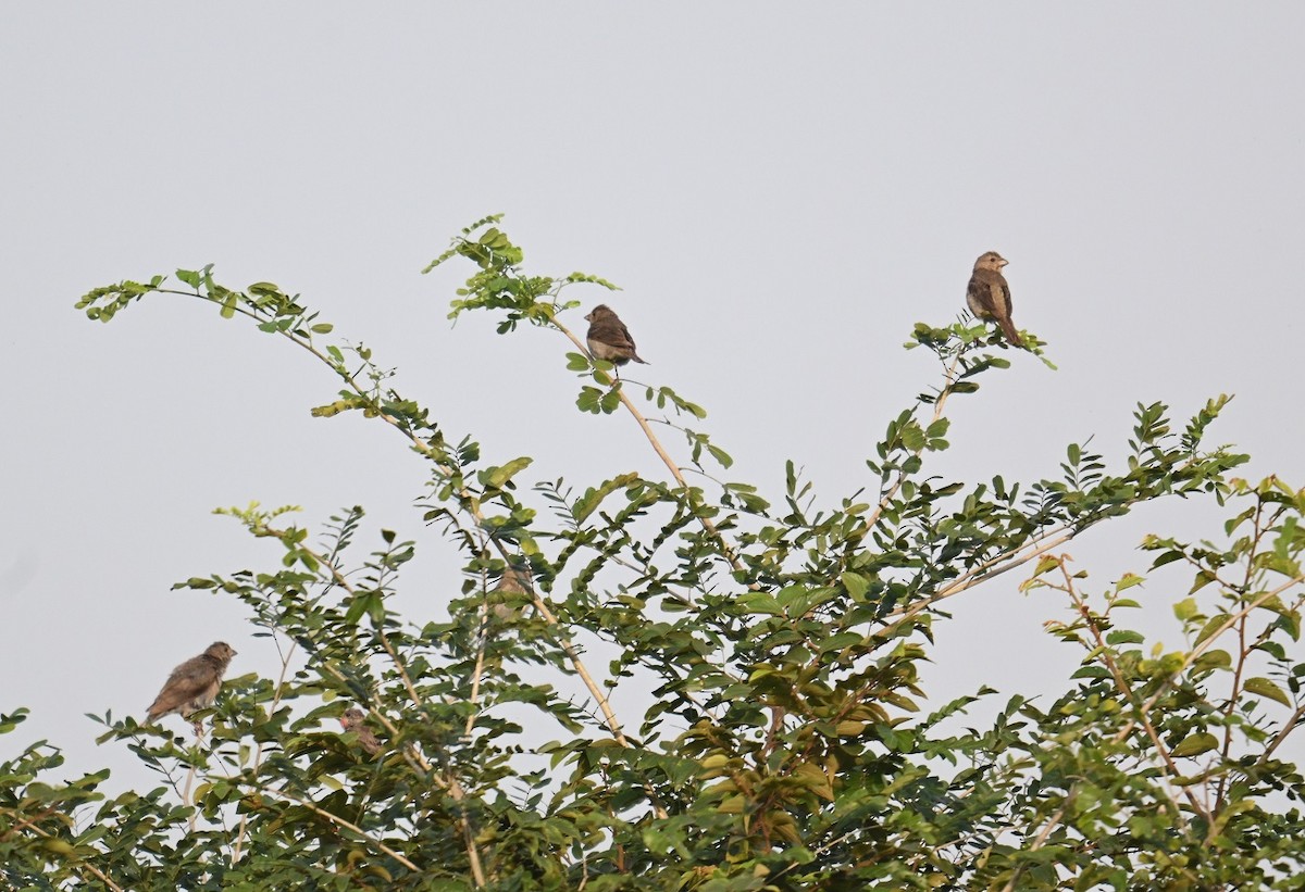Common Rosefinch - ML644028145