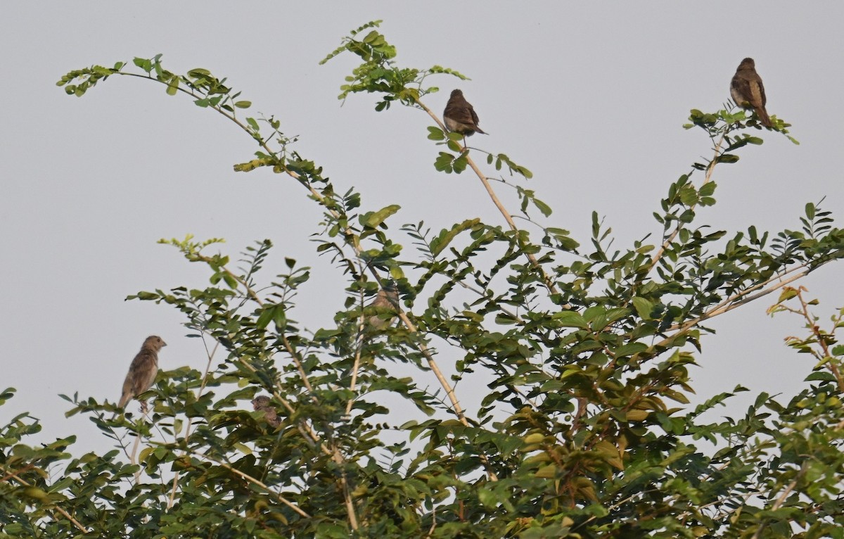 Common Rosefinch - ML644028146