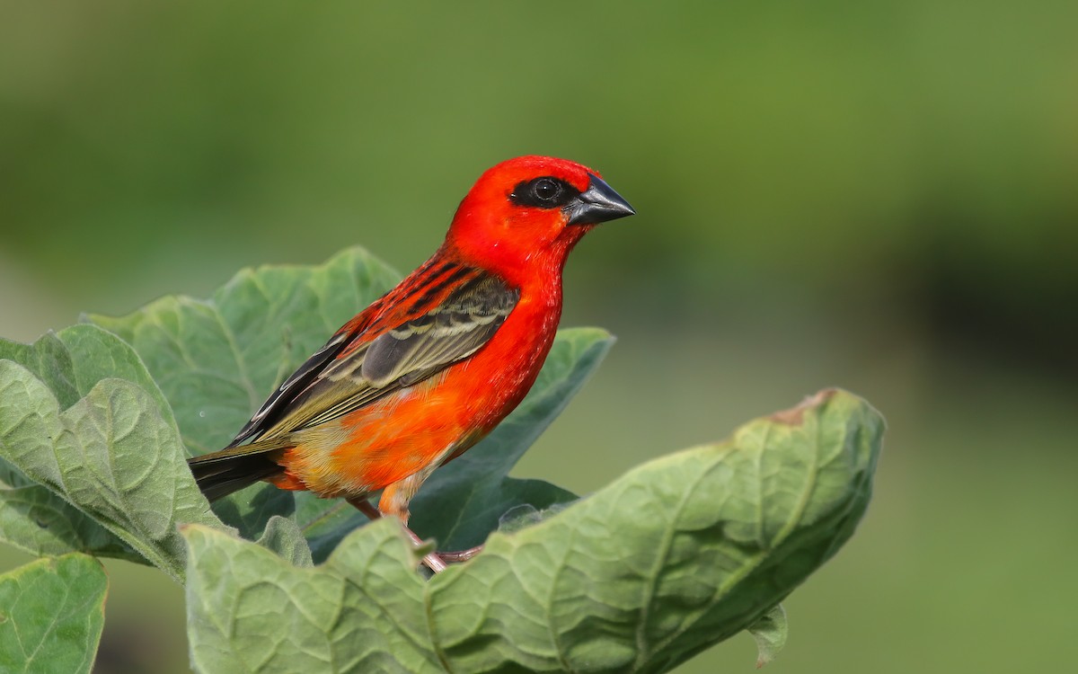 Red Fody - ML644028151