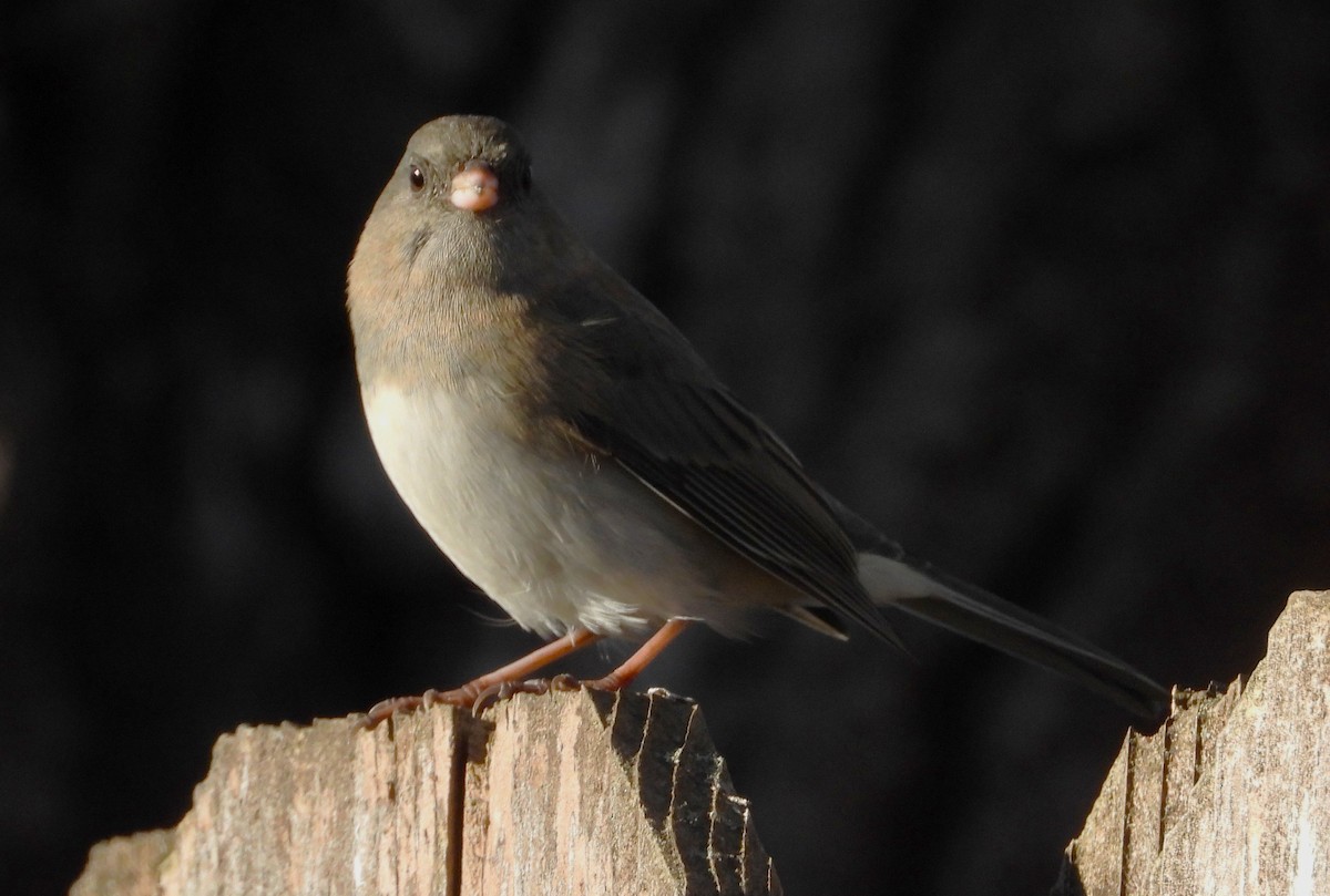 Dark-eyed Junco - ML644028153