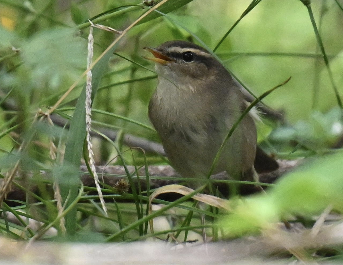 Бүхт дууч шувуу - ML644028160