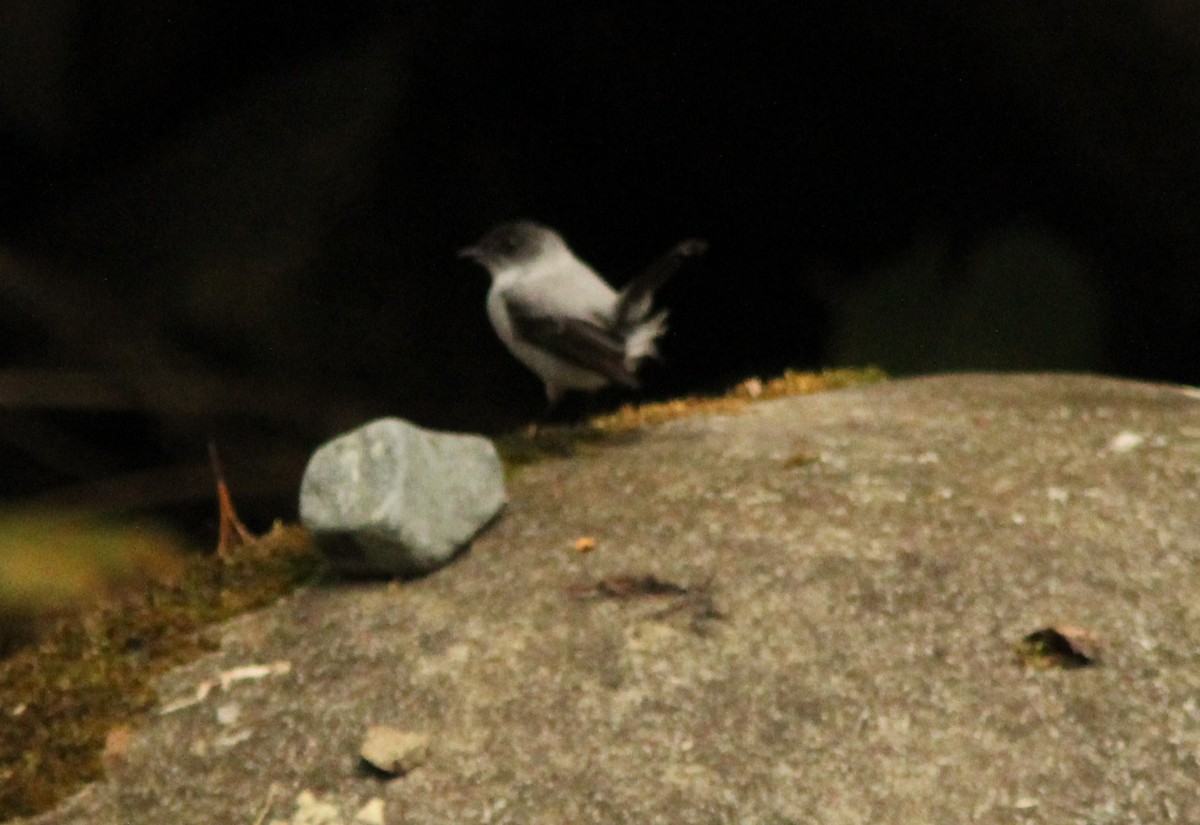 Torrent Tyrannulet - ML644028162