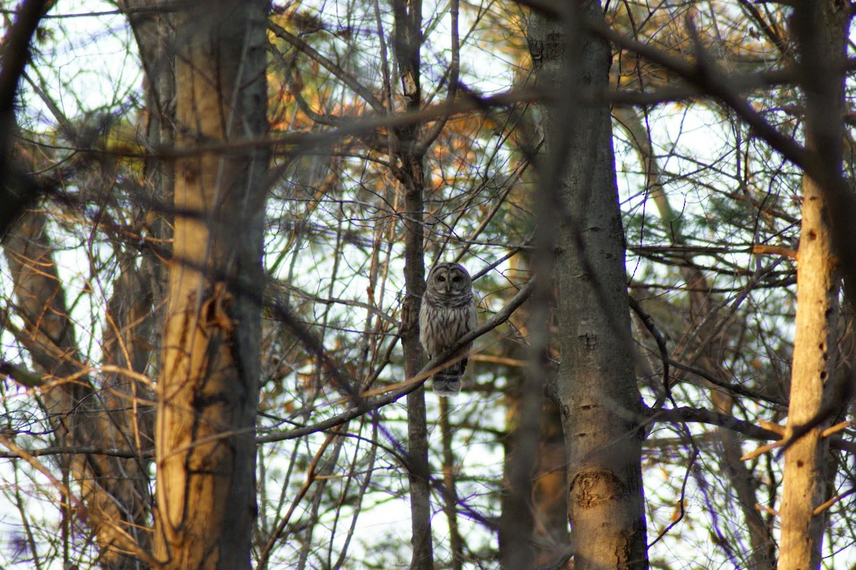 Barred Owl - ML644028164