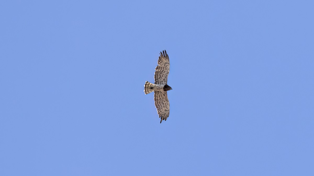 Short-toed Snake-Eagle - ML644028171