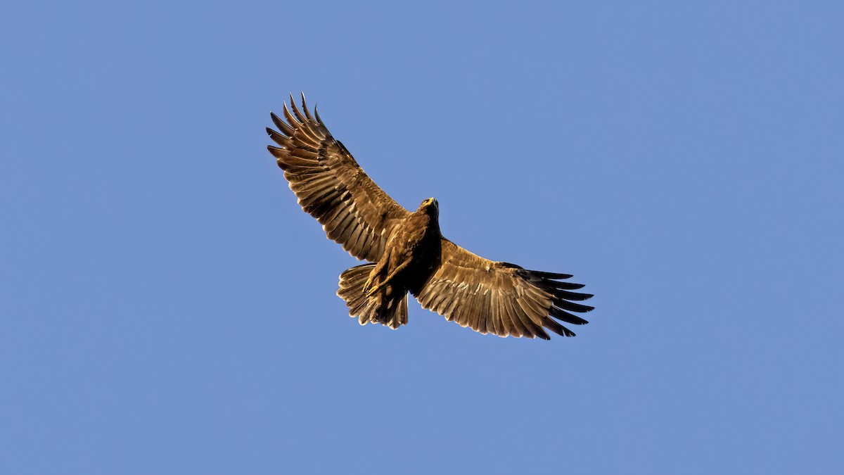Aigle pomarin - ML644028181