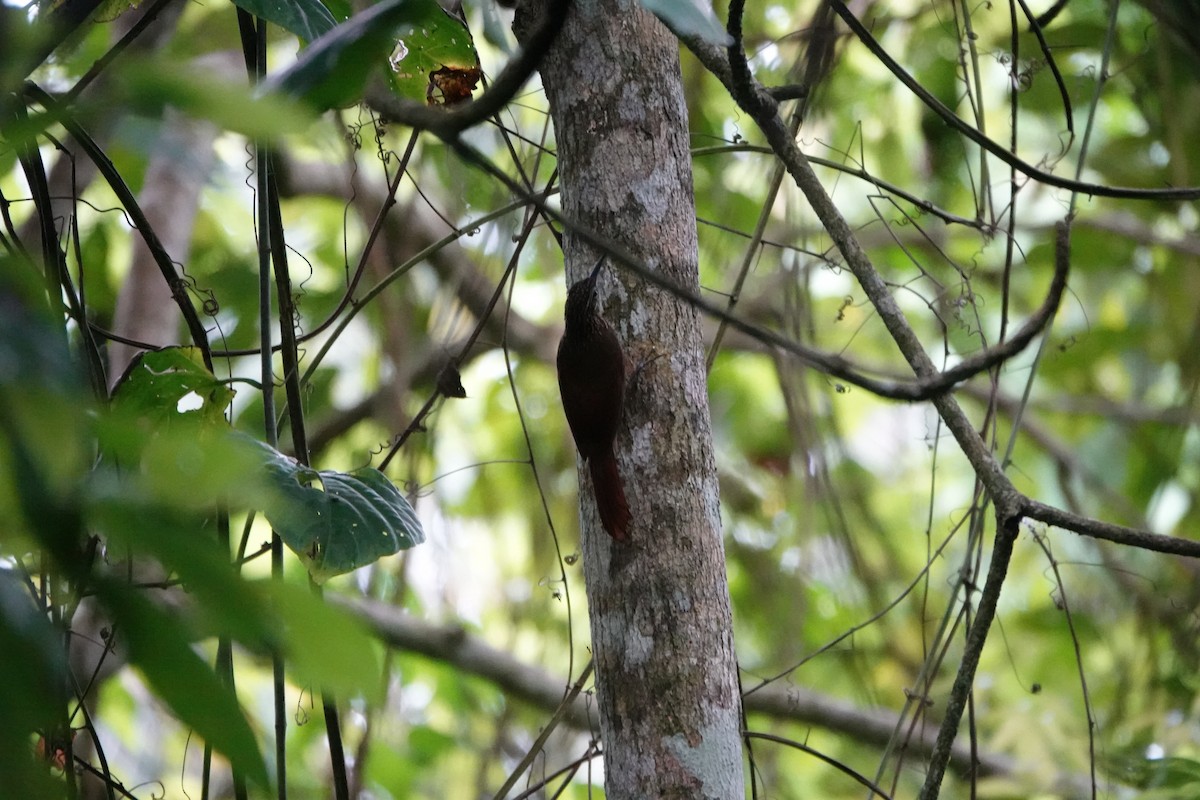 Cocoa Woodcreeper - ML644028189