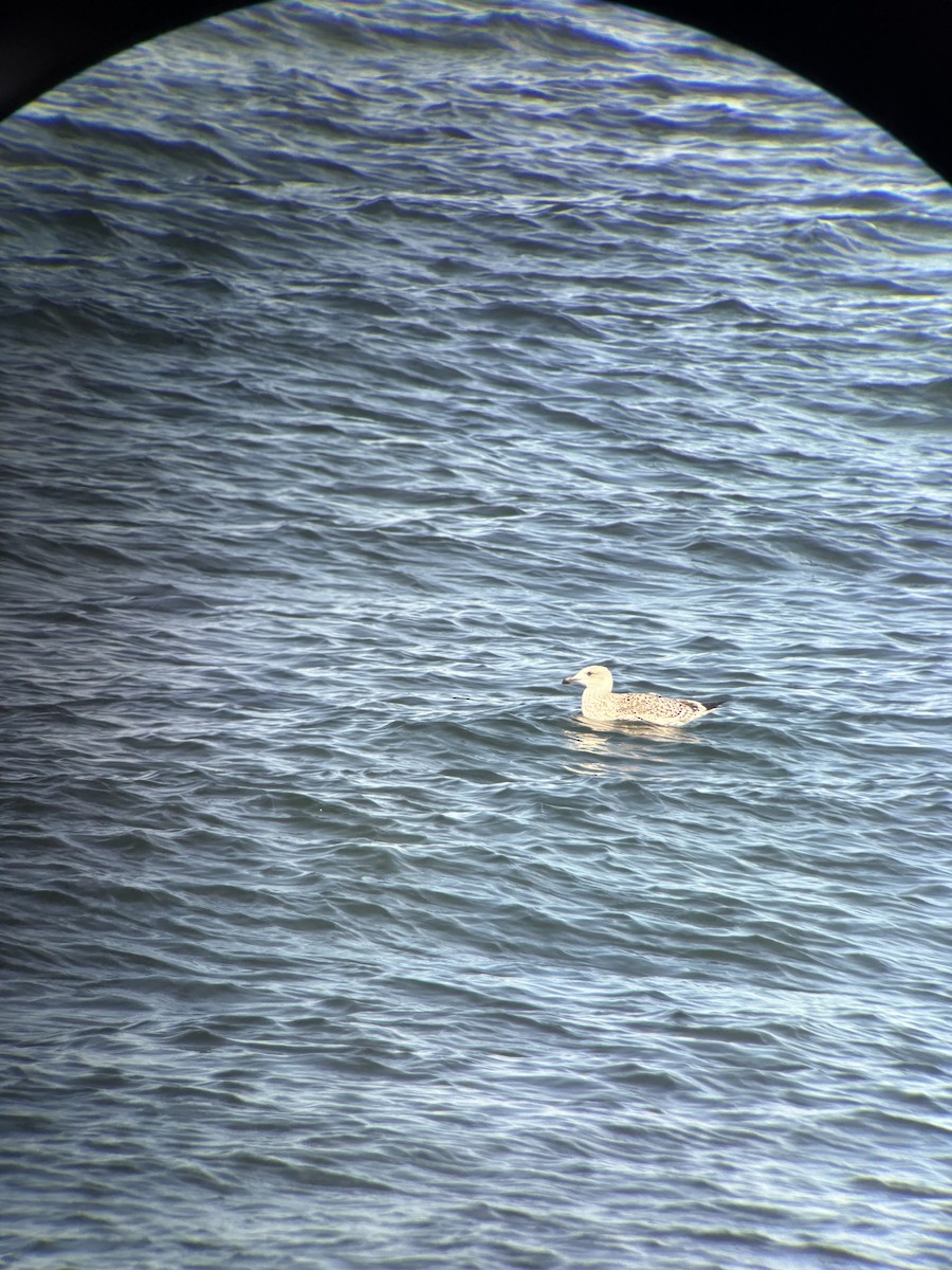 Mugnaiaccio - ML644028197