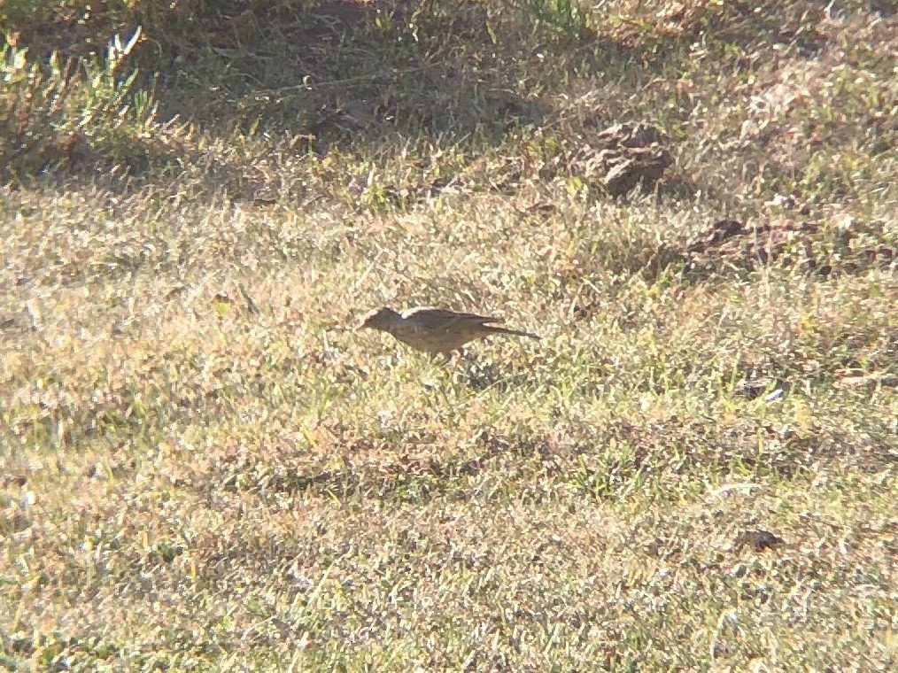 Щеврик sp. - ML644028198