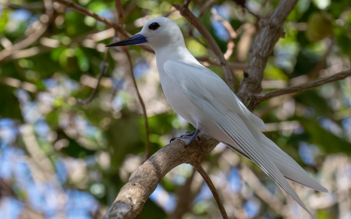 White Tern - ML644028202