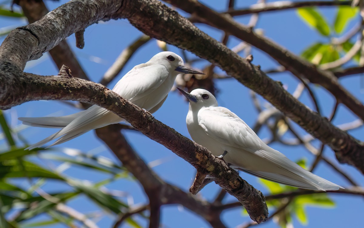 White Tern - ML644028203