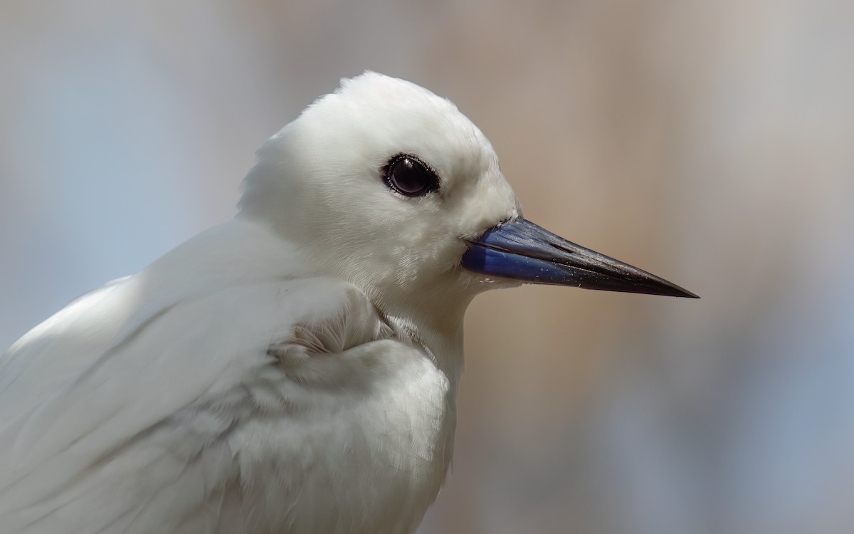 White Tern - ML644028204