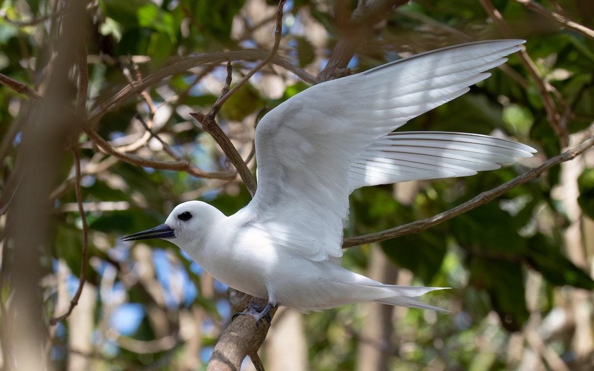White Tern - ML644028205