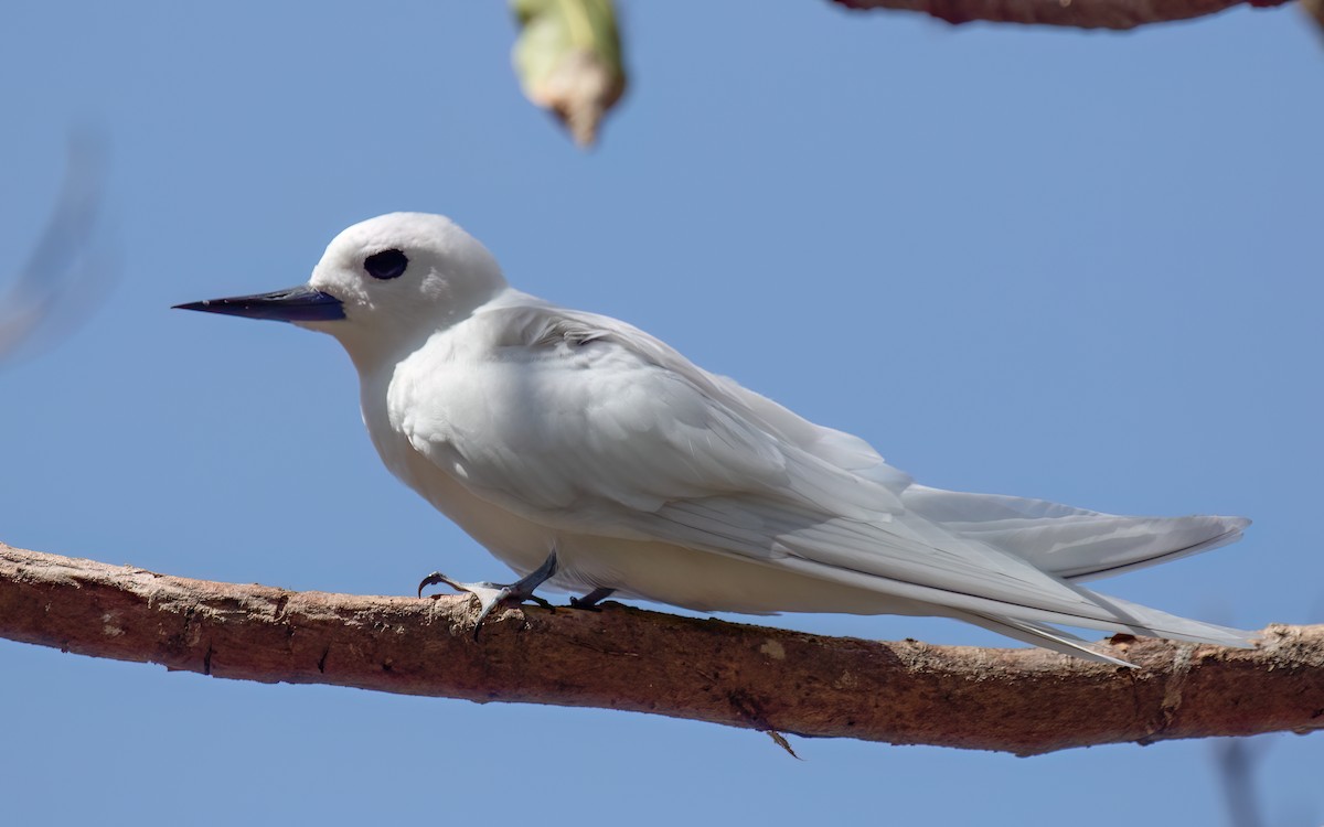 White Tern - ML644028206